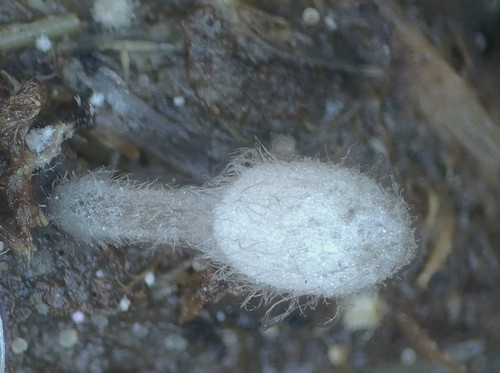 Coprinopsis stercorea - 