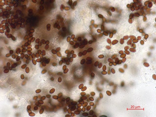 Coprinopsis stercorea - 