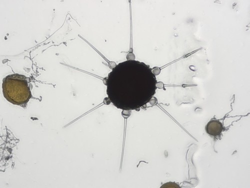 Phyllactinia guttata - 