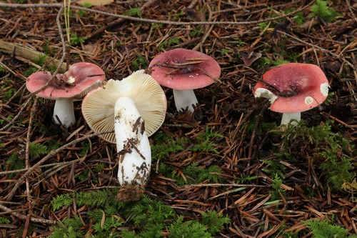 Russula amethystina - 