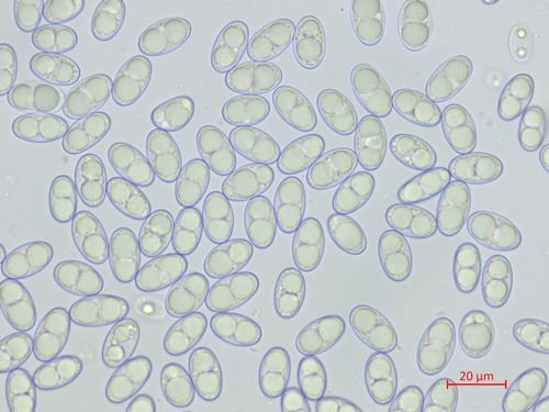 Otidea platyspora - 