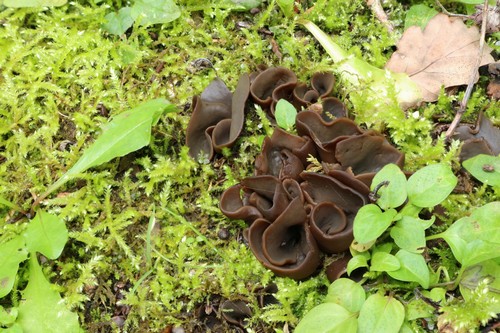 Otidea platyspora - 