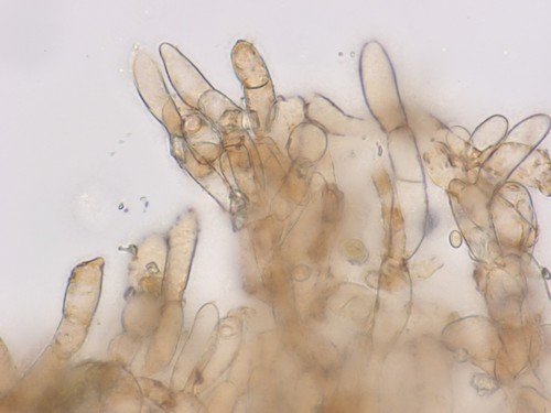 Flammulaster ferrugineus - HDS - 