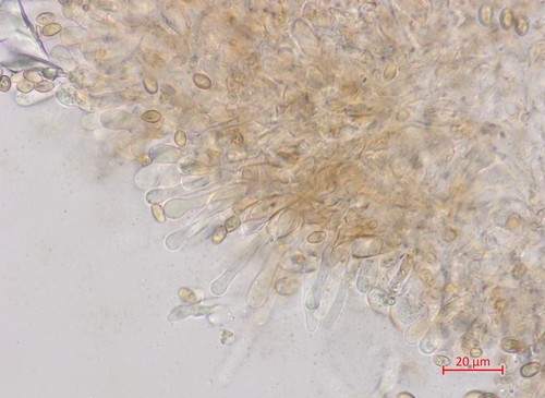 Flammulaster ferrugineus - Cheilozystiden - 