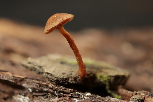 Flammulaster ferrugineus - 