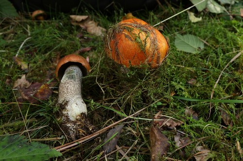 Leccinum versipelle - 