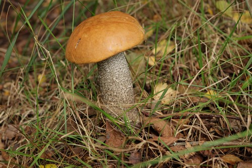 Leccinum versipelle - 