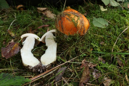 Leccinum versipelle - 