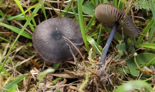 Entoloma serrulatum - 