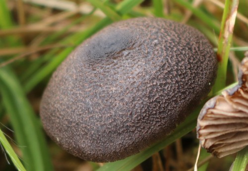 Entoloma serrulatum - 