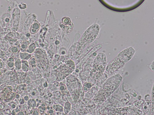 Entoloma longistriatum - 