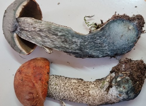 Leccinum versipelle - 