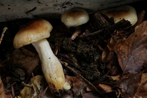 Russula puellaris var. abietina - Epikutis - Karbolfuchsin  - 