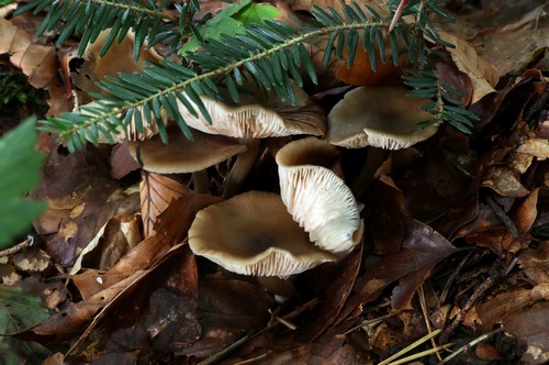 Entoloma farinasprellum - 