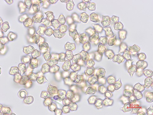 Entoloma farinasprellum - 