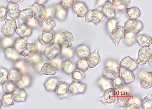 Entoloma farinasprellum - 