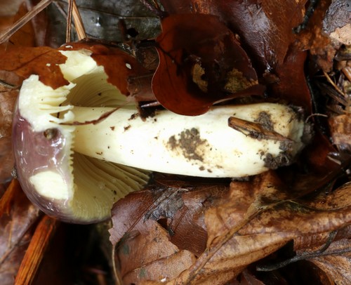 Russula sardonia - 