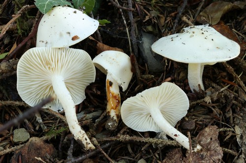 Hygrophorus discoxanthus - 