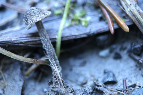 Entoloma hirtum - 