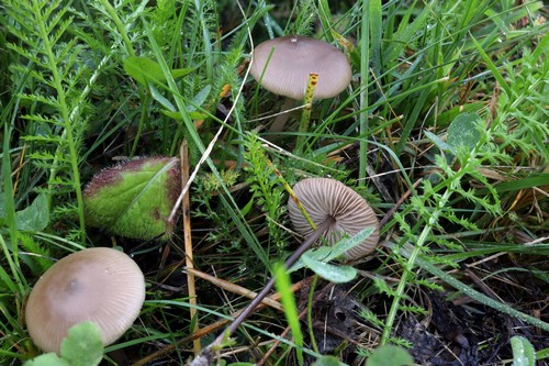 Entoloma longistriatum - 