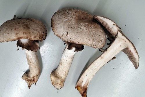 Agaricus phaeolepidotus - 