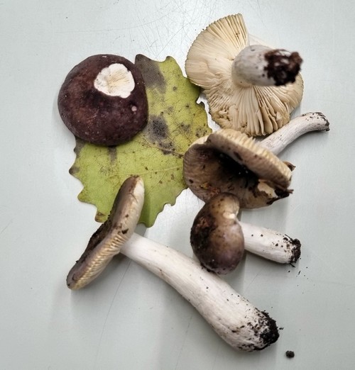 Russula pelargonia - 
