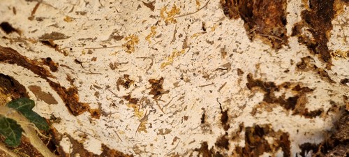 Phanerochaete velutina - 