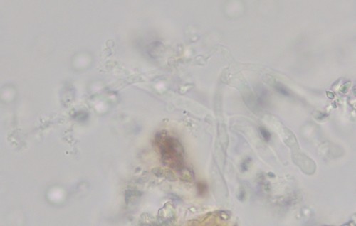 Phanerochaete velutina - 