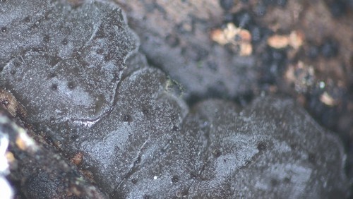 Tremella globispora - 