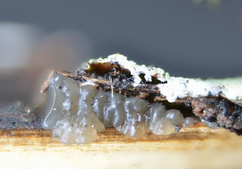 Tremella globispora - 