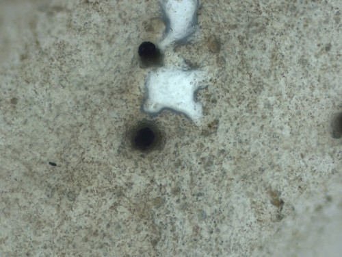 Tremella globispora - 