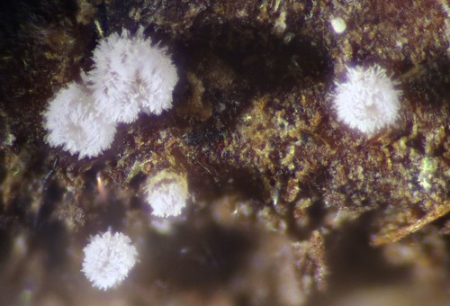 Capitotricha rubi - 