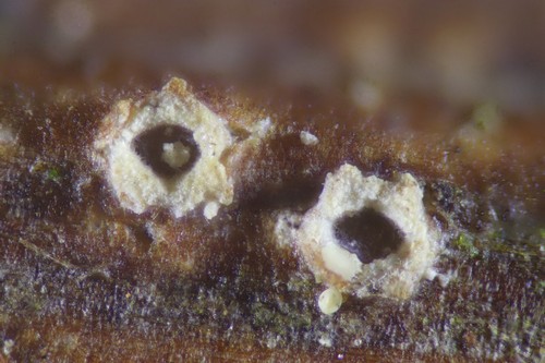 Stictis radiata - 