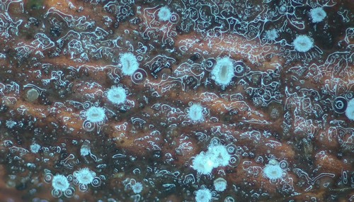 Capitotricha rubi - 