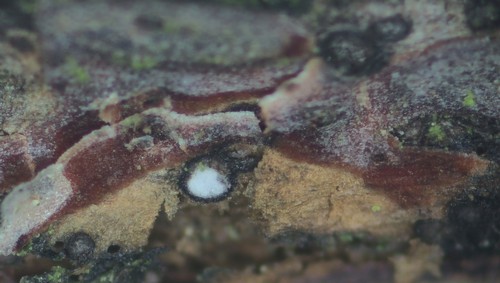 Botryosphaeria dothidea - 