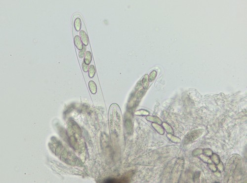 Botryosphaeria dothidea - 