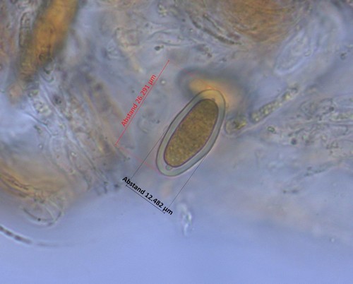 Botryosphaeria dothidea - 