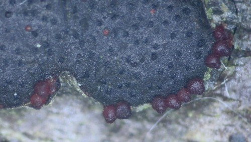 Dialonectria diatrypellicola - 