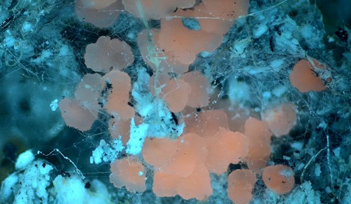 Pyronema omphalodes - 