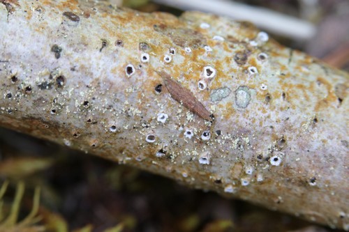 Stictis radiata - 