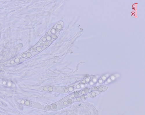 Lentithecium aquaticum - 