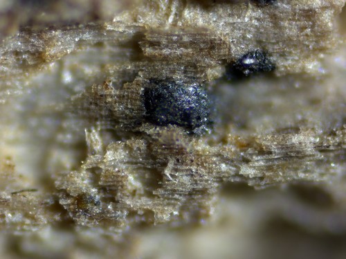Lentithecium aquaticum - 
