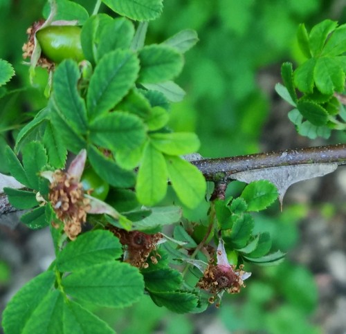Rosa pimpinellifolia - 