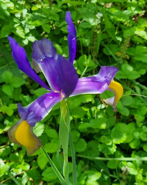 Iris x hollandica - 