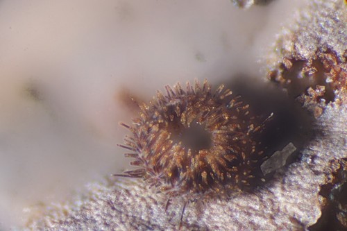 Trichopezizella nidulus - 