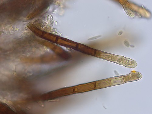 Trichopezizella nidulus - 