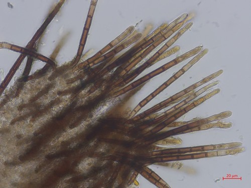 Trichopezizella nidulus - 