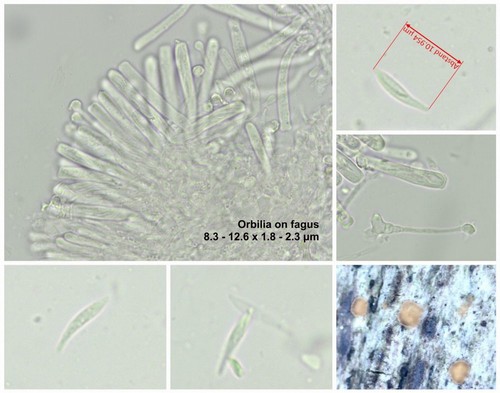 Orbilia filiformis - 