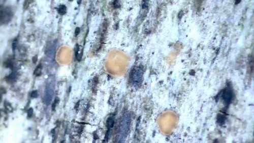 Orbilia filiformis - 