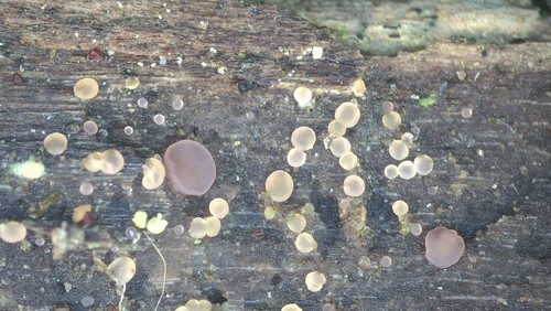 Orbilia rosea - 